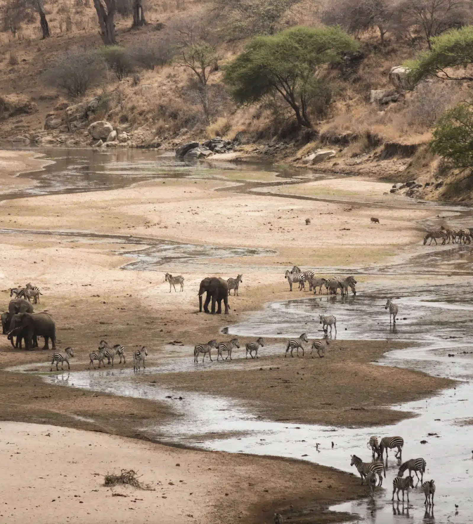 Tarangire is a lessor know park but rich in wildlife.